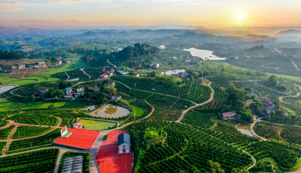 被誉为"中国血橙之乡"的川南农业大县资中,自上世纪80年代末种下第一