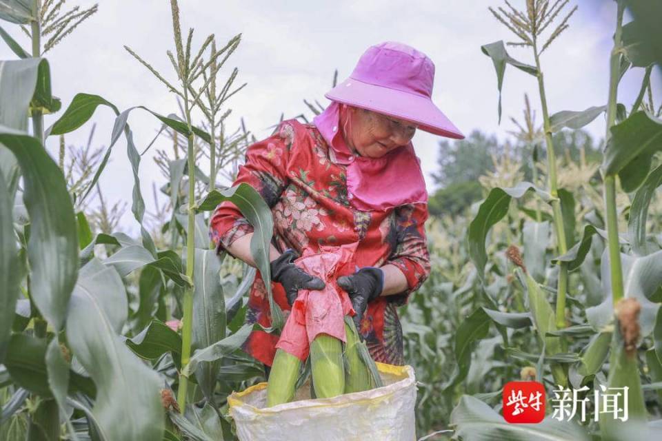 掰开就能吃,一咬可爆浆,句容首批"牛奶玉米"抢鲜上市