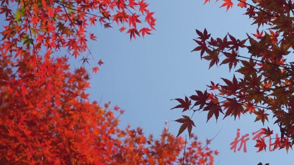 一场寒霜过后,蓝山县"蓝山谷"旅游景区的枫树换上了"红装",进入最佳
