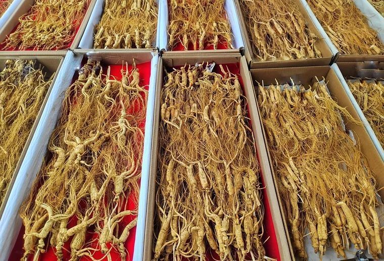 延边人参:高标准"种出"高品质