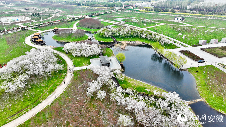安徽固镇樱姿飒爽春色满园
