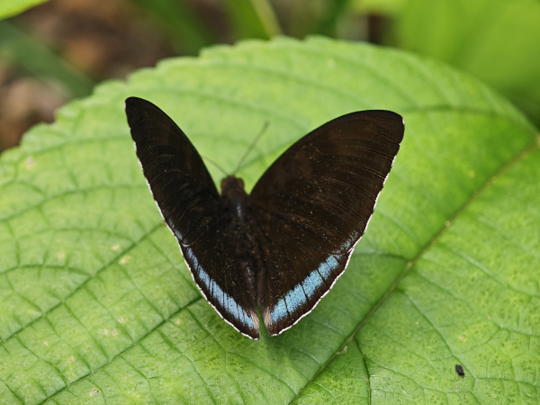 安徽首次发现绿裙边翠蛱蝶,极具观赏价值