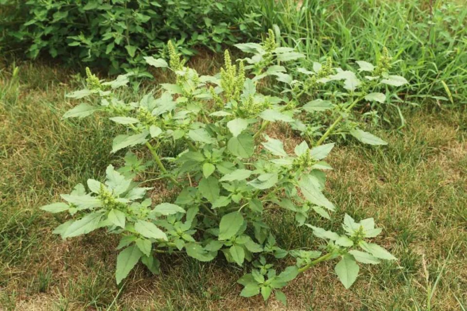 万物有灵 | 野外珍馐金不换——野苋菜