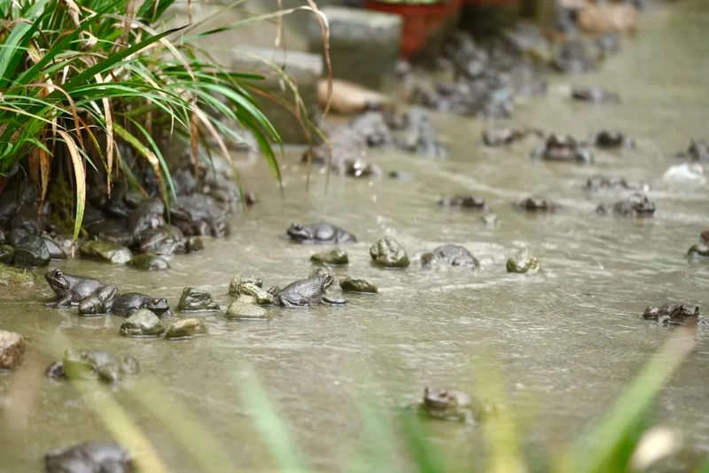 在这座深山里,有这样一位"养蛙能人",从三年前开始创业养殖石蛙,通过