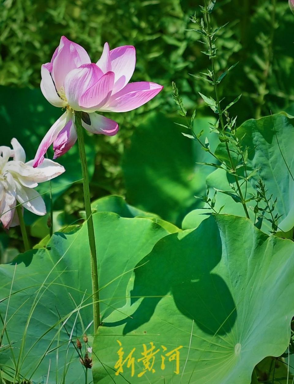 六月荷花满池塘,七月图片