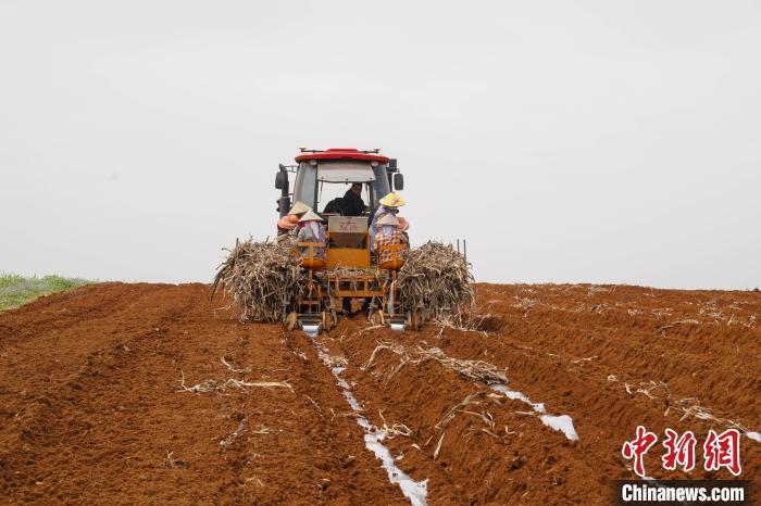 当天,在位于南宁市西乡塘区和崇左市扶绥县交界地带的广西农垦金光