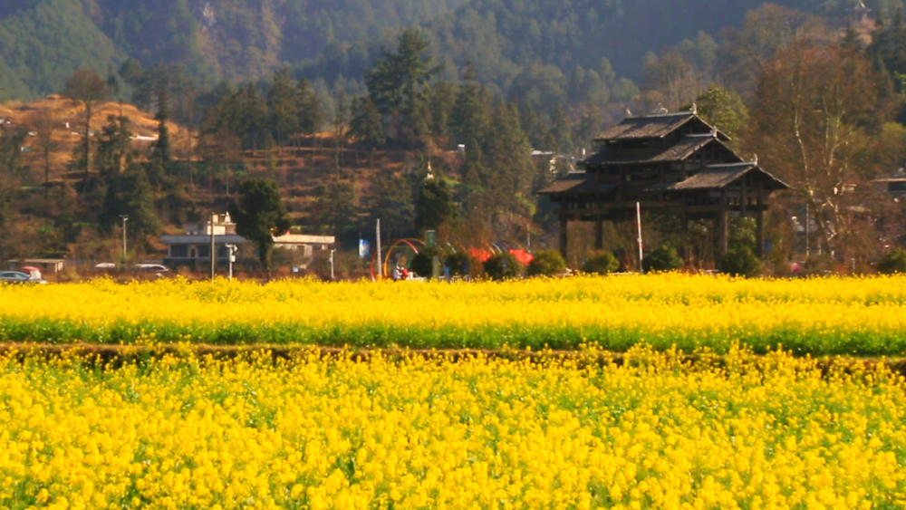 贵定金海雪山已是一片金黄,今年的花期将持续到三月中旬左右_腾讯新闻