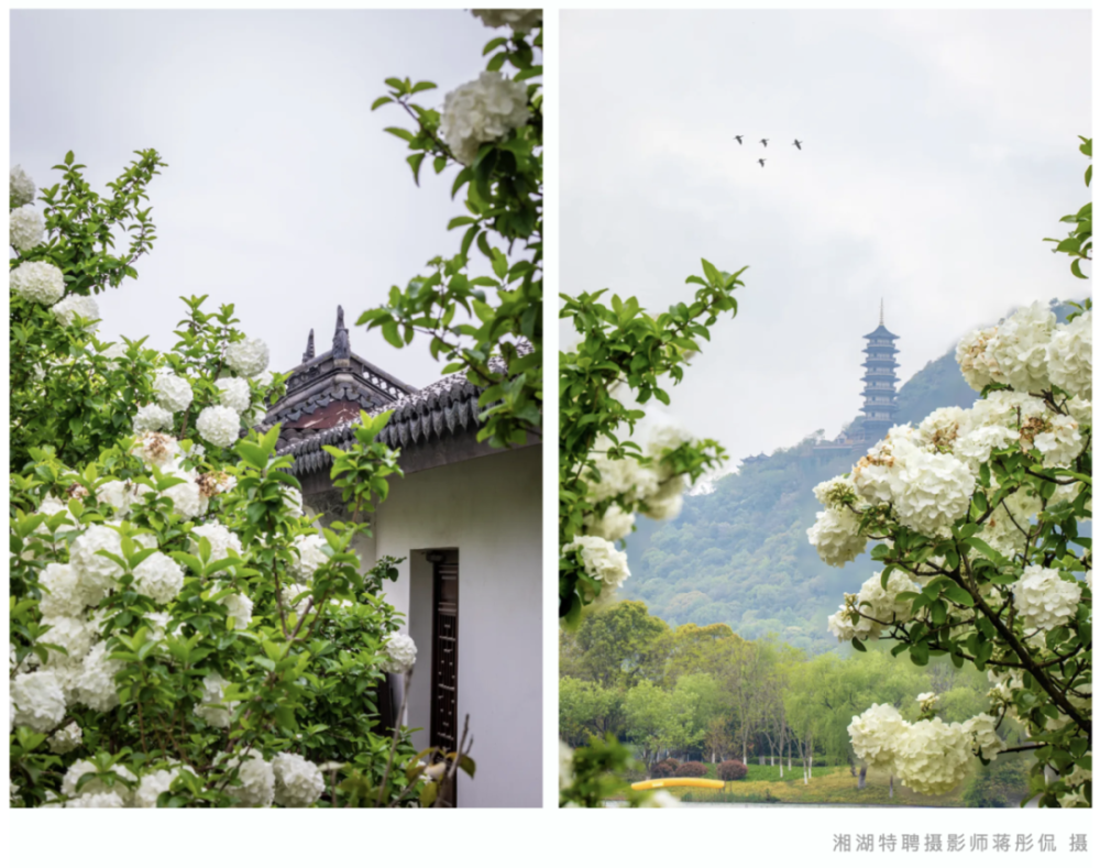 长在树上的"香草冰淇淋",你想来一口吗_腾讯新闻