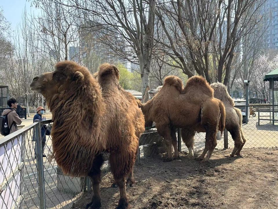 赏花 近距离看小动物 去长白岛森林公园 赴一场春日好风光_腾讯新闻
