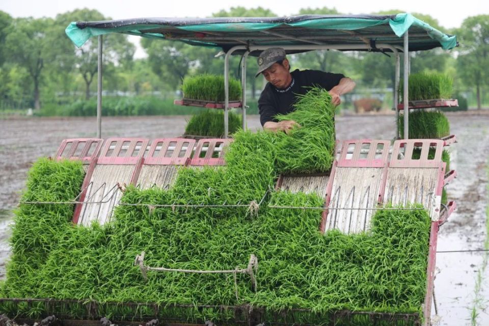 今日"芒种",农户田间地头忙插秧