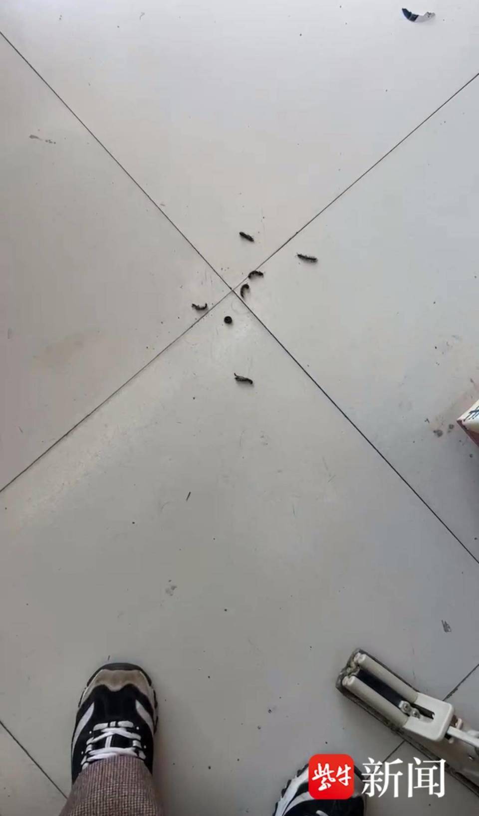 有事找紫牛家里爬进密密麻麻千足虫盐城亭湖一待建工地周边居民饱受