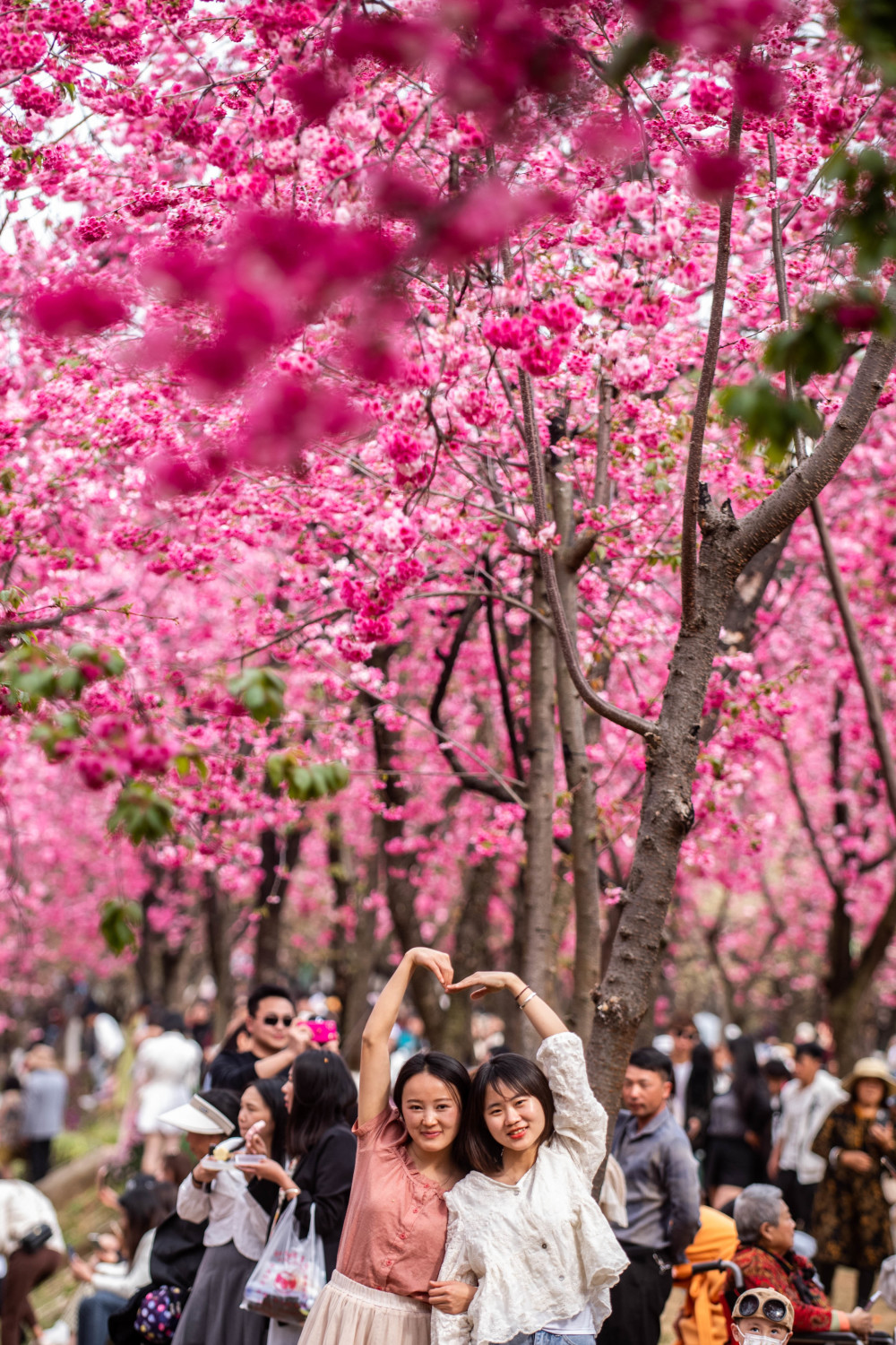 云南昆明:春日赏樱_腾讯新闻