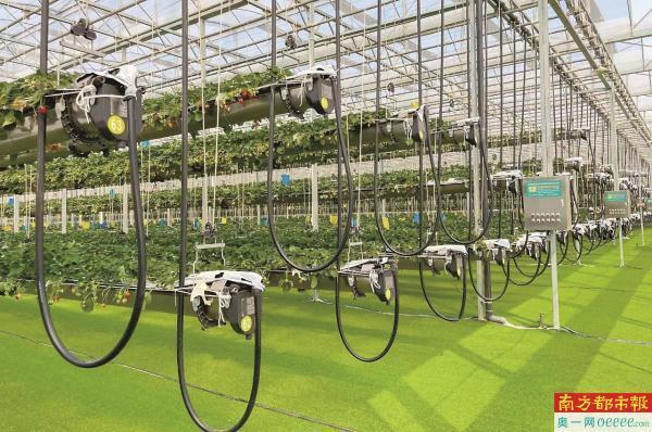 广州市花都区绿沃川基地打造的空中草莓精准滴灌种植系统.