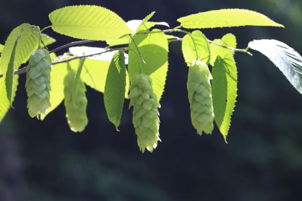 长白山植物千"种"风情～千金榆_腾讯新闻