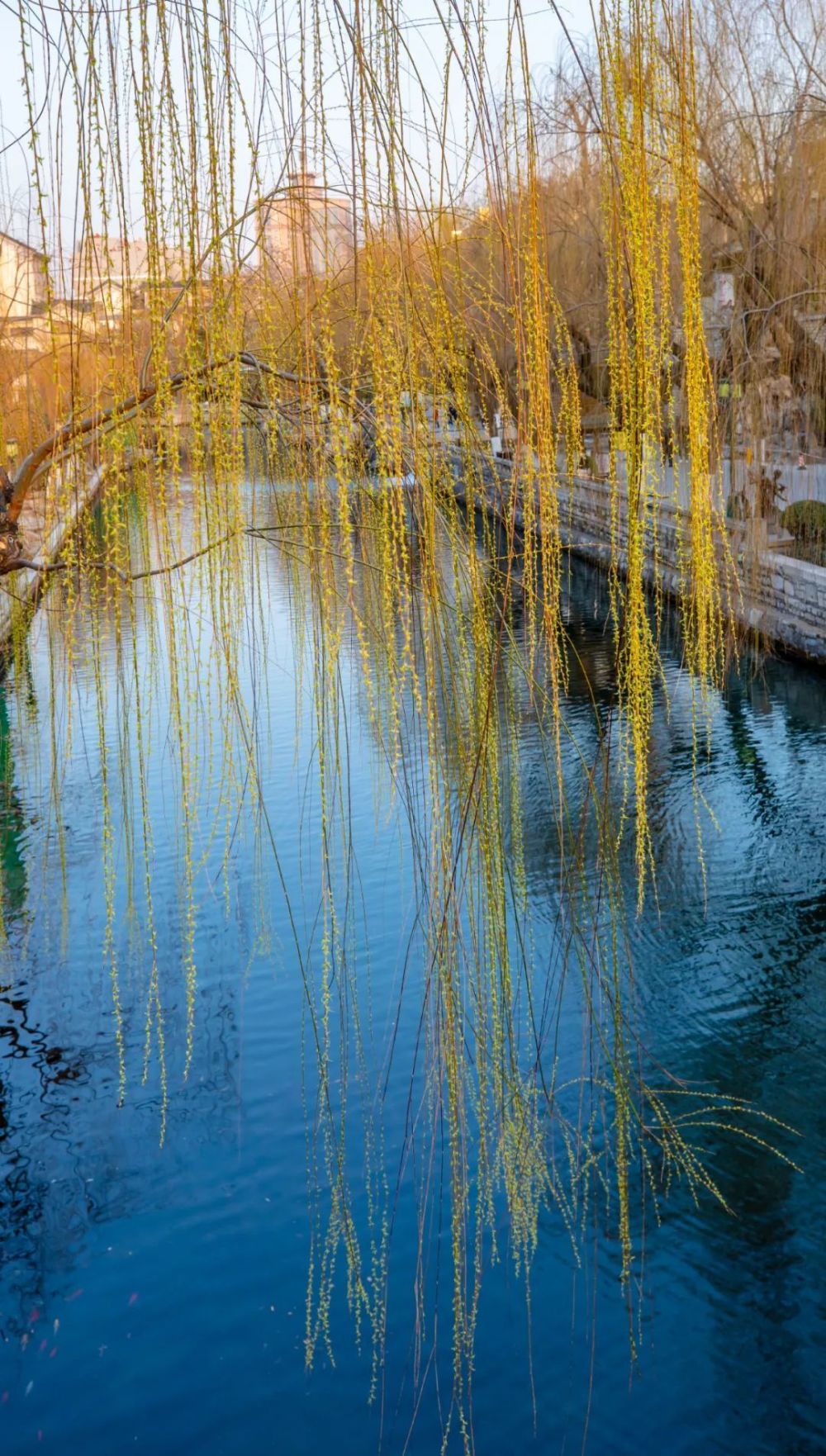 三月已至快来泉畔邂逅济南的春天吧