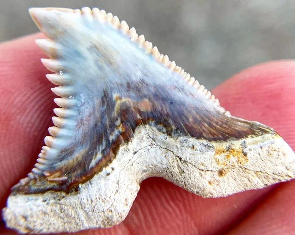 鲨鱼的牙齿其实很"脆弱",半个月掉一排牙,一生会掉2万颗