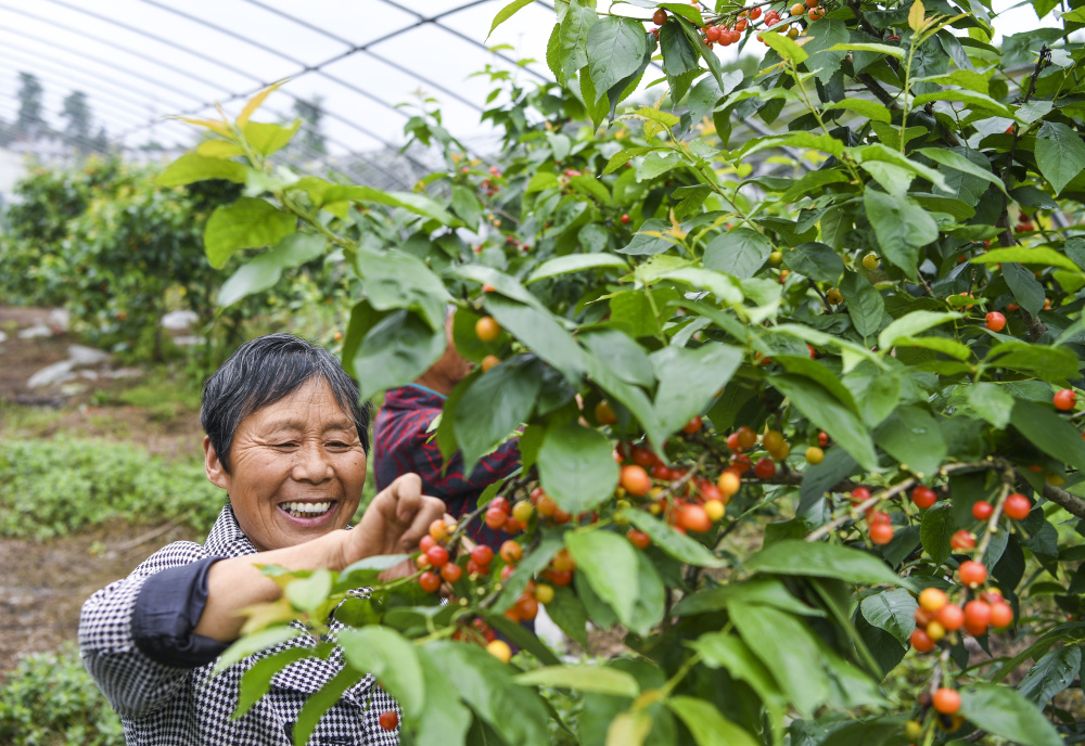 重庆璧山:樱桃采摘正当时