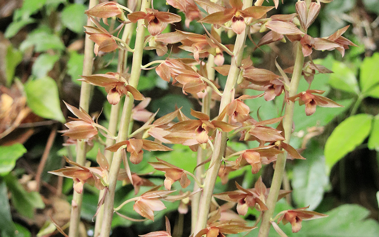 濒危野生无叶美冠兰现身流溪河森林公园