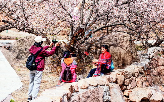 文/半岛全媒体记者 刘雪莲 通讯员 郁杉杉 王叙栋 图/半岛全媒体记者