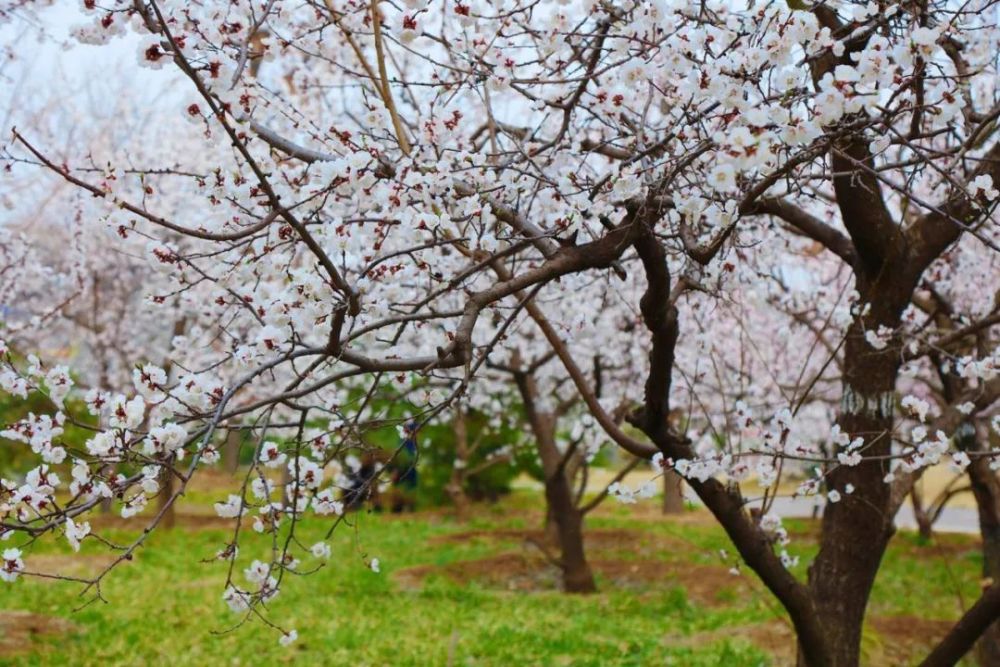 这里的杏花开了!美翻了整个春天!_腾讯新闻