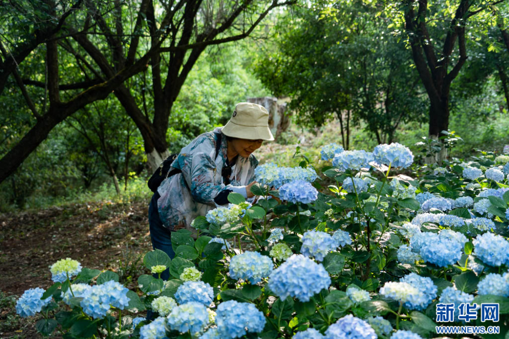 昆明市郊野公园:绣球花盛放如海,赏花打卡正当时
