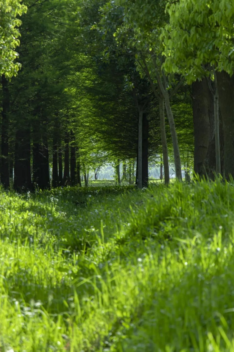 初夏限定美景已上线!来"柘"里欣赏夏日缤纷
