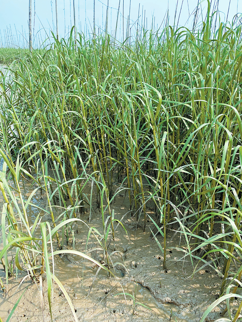 揭榜挂帅,锁定入侵者互花米草_腾讯新闻