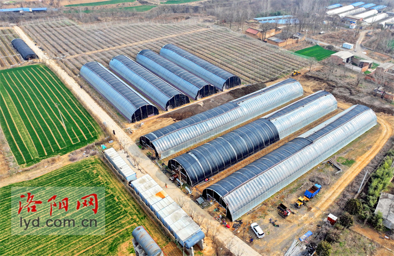 孟津区白鹤镇樱桃花开春意浓温室大棚农事忙组图