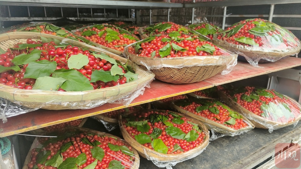 c视频|冕宁樱桃红 1.6万亩"红色珍珠"挂枝头