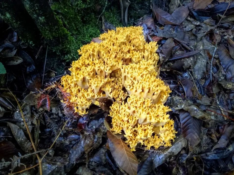 百山祖国家公园里也有"珊瑚世界"