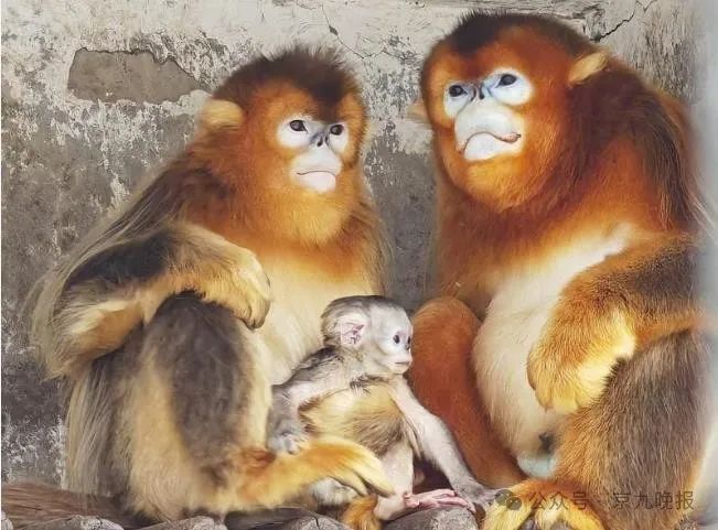 金丝猴是我国特有的怀抱着刚出生的小猴金丝猴妈妈"妞妞"商丘动物园4