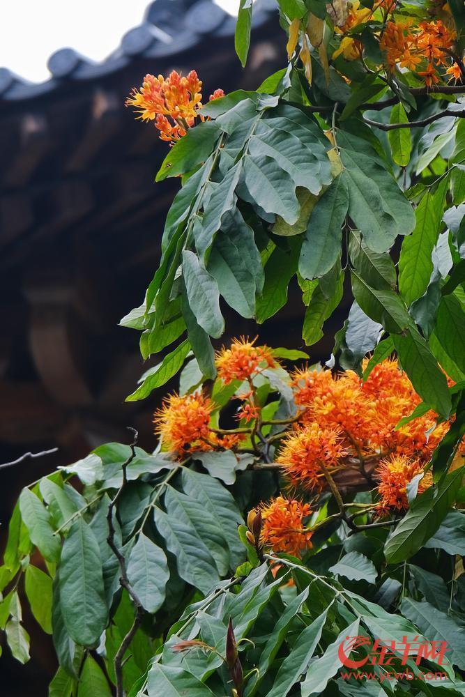 秋明拍花|送你一树无忧花