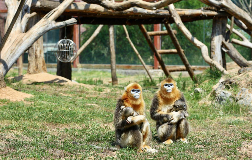 济南野生动物世界的金丝猴家族为拥有最艳丽毛色的川金丝猴,是中国特