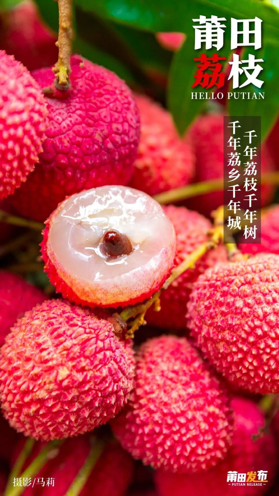 千年珍品莆田荔枝熟了