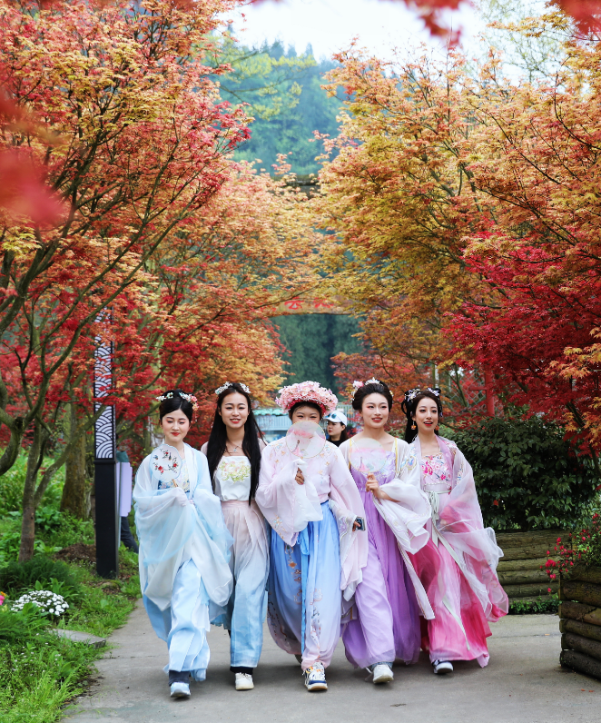 最美四月天,春日红枫俏!汉服小姐姐邀你共赏这场"汉服红枫行"!