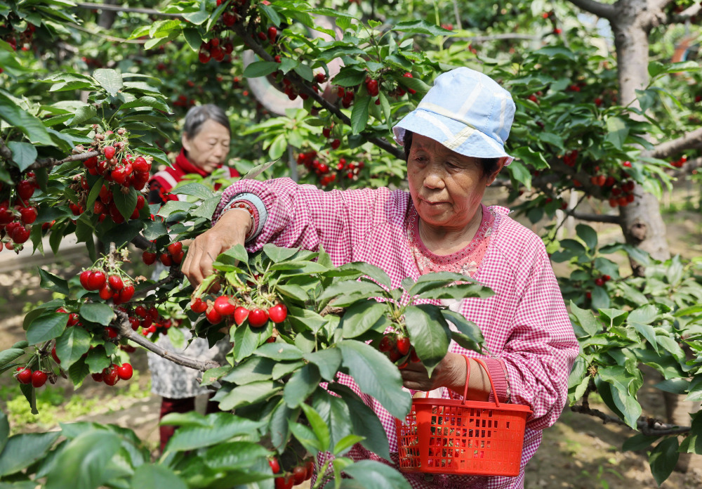 5月8日,河北省晋州市周家庄乡第九生产队的果农在大棚内采摘绿色有机