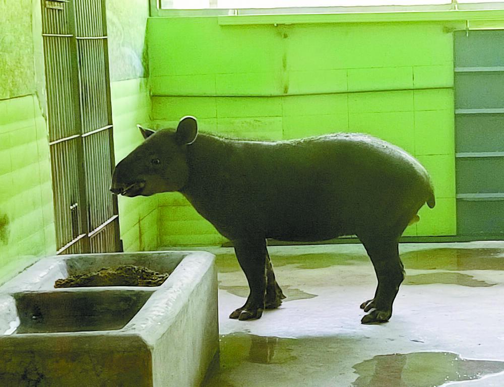 "上古神兽""四不像" 中美貘长啥样?去看看_腾讯新闻