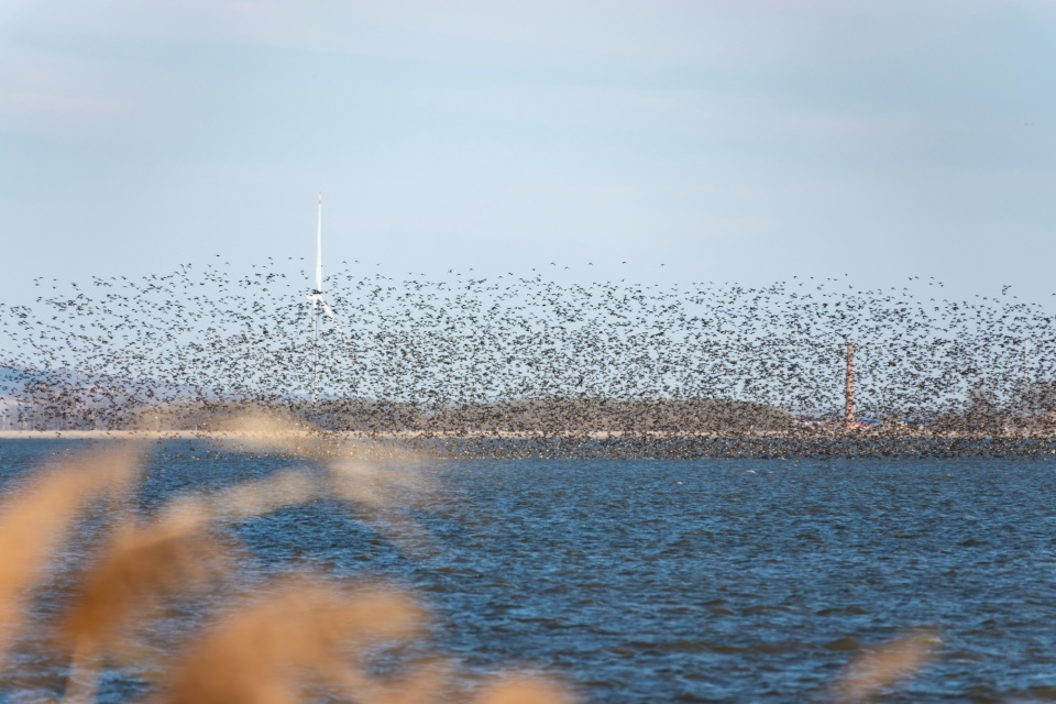 沈阳獾子洞湿地迎来候鸟迁徙高峰