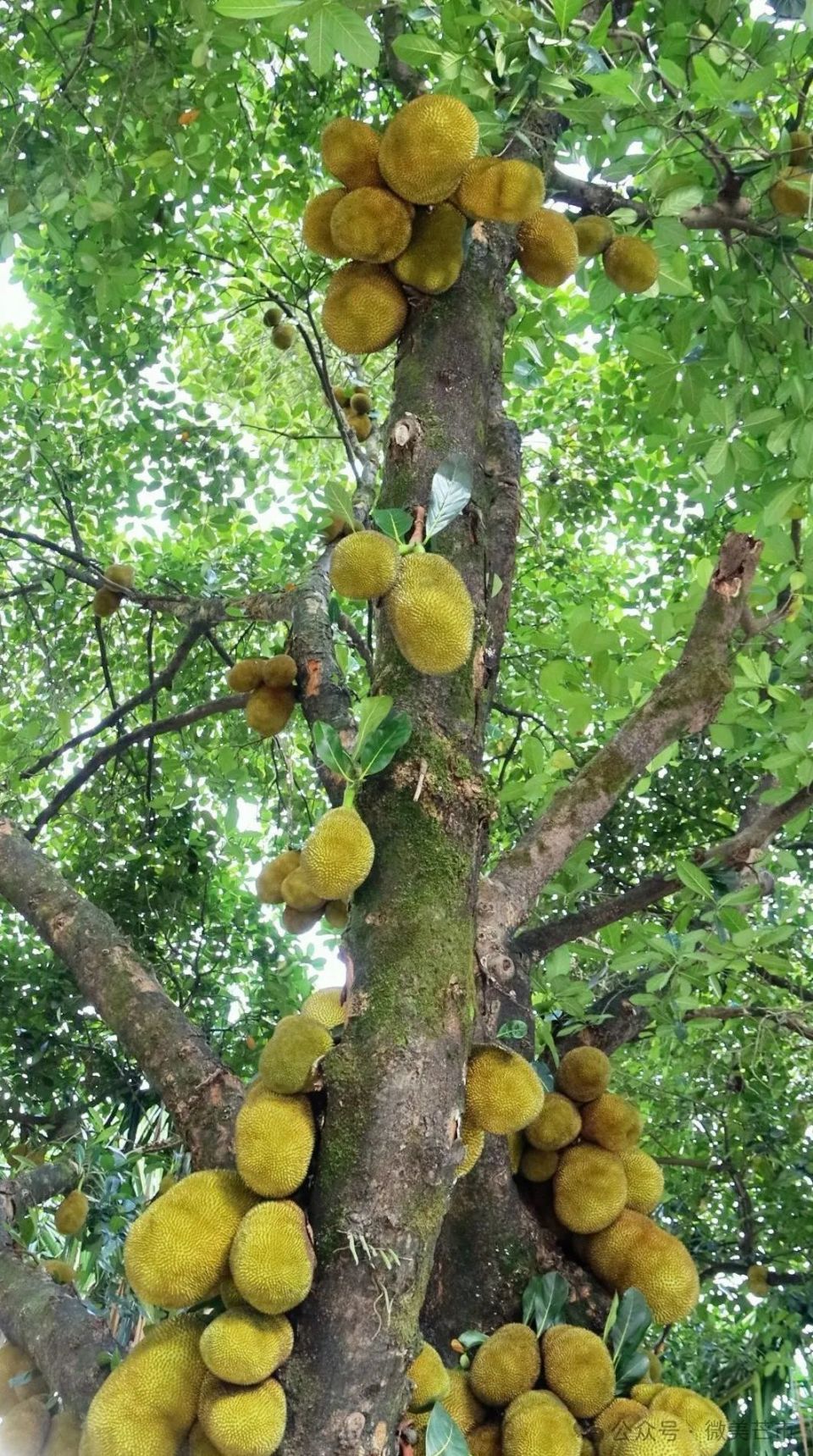 数不完!根本数不完!芒市城区街头挂满了菠萝蜜!