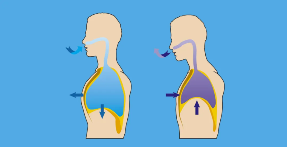 腹式呼吸 图解图片