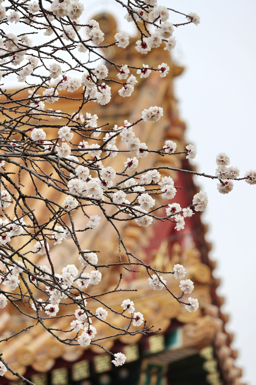 北京故宫杏花绽放