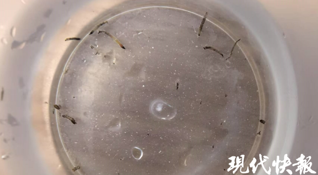 扬州8岁女童持续呕吐活虫月余，元凶竟是卫