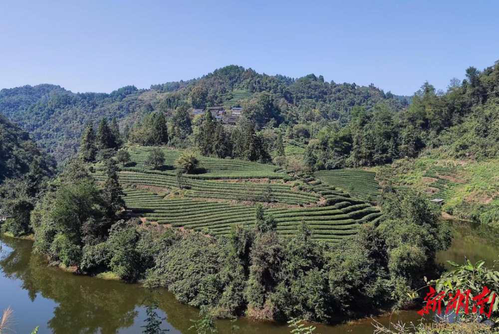 茶乡新韵 岩头清音——古丈县岩头寨镇厚植优特产业 推进镇域经济高