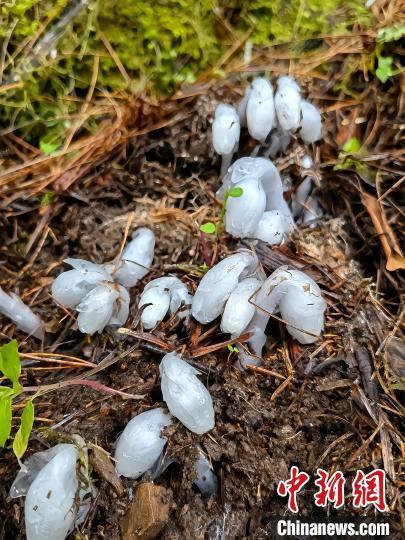 云南澜沧发现近危珍稀植物水晶兰