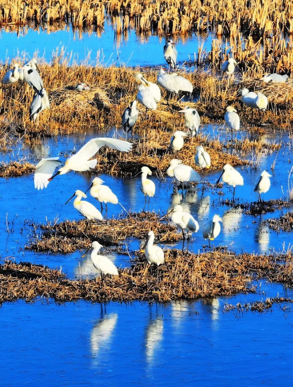 冰城馨子丨这里是离哈尔滨最近的鸟岛,东方白鹳来这里安家了_腾讯新闻