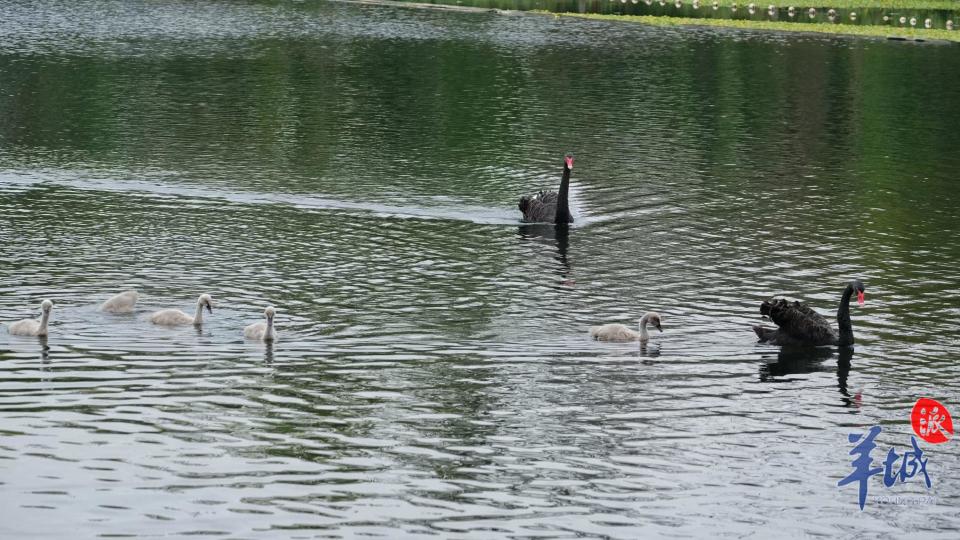 视频图集带娃教飞黑天鹅秀凌波微步