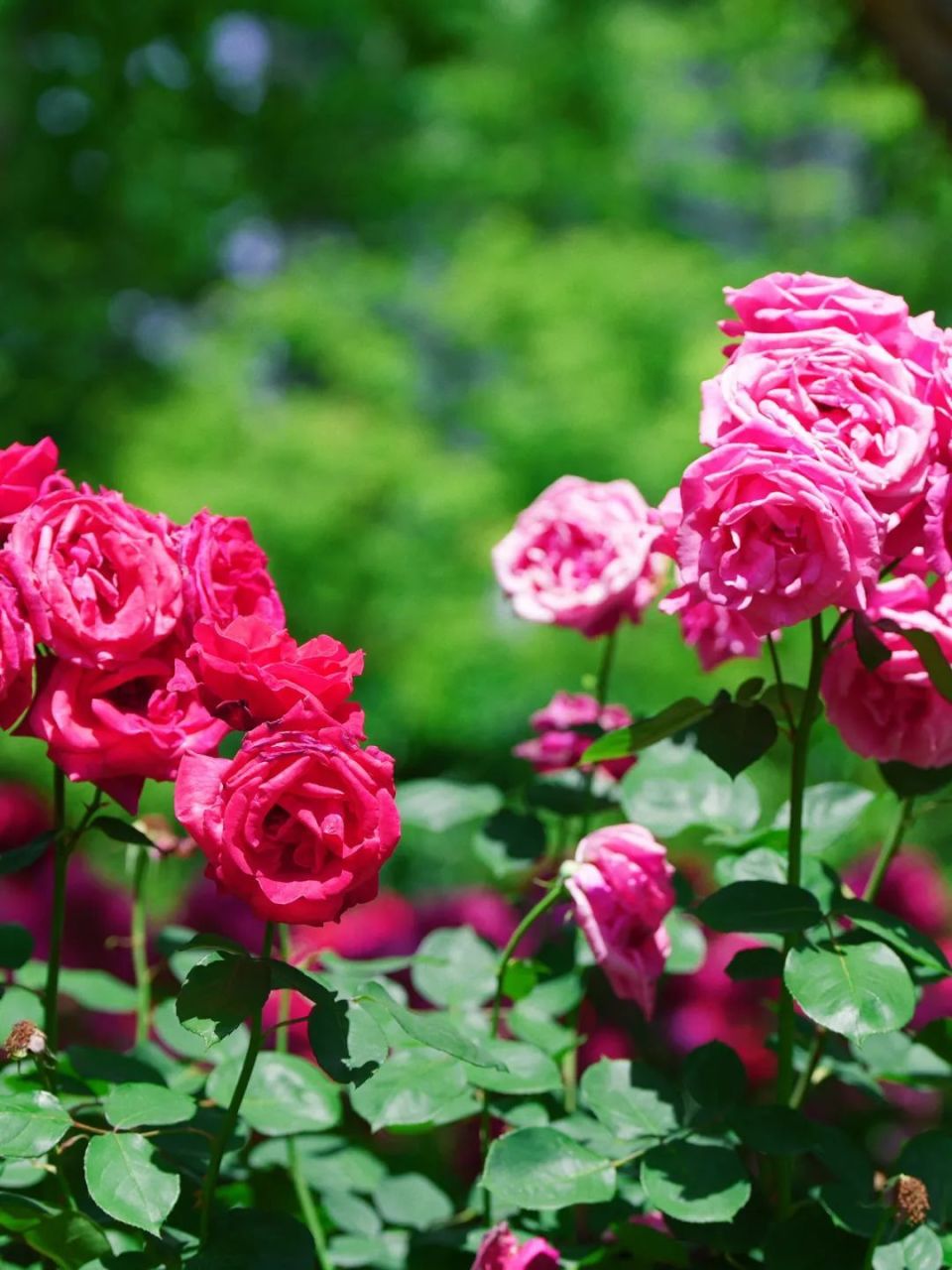 最浪漫的月季花海已上线!