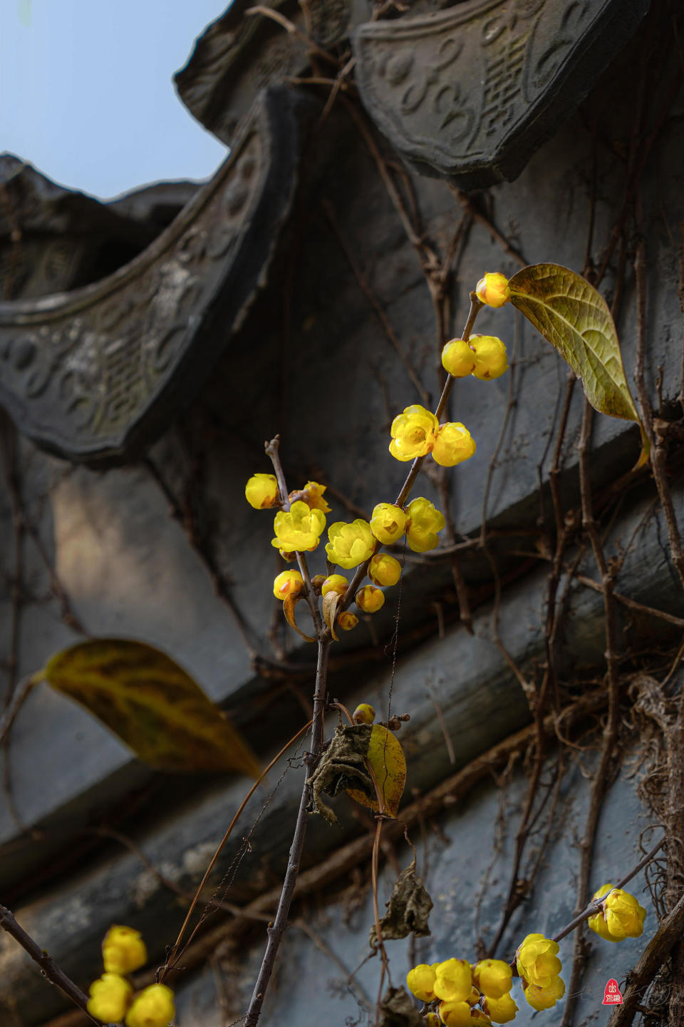 墙角几支梅,凌寒独自开