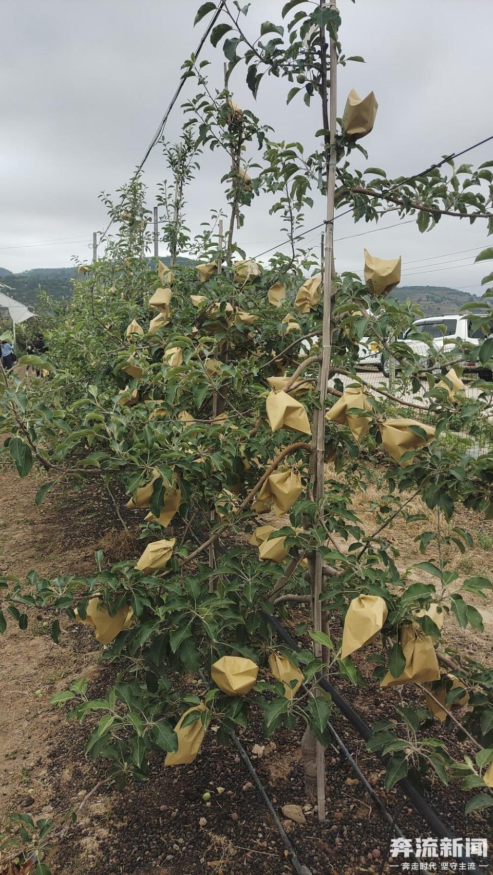 共赴绿色之约丨探访静宁苹果产业与生态建设"双赢"发展之路