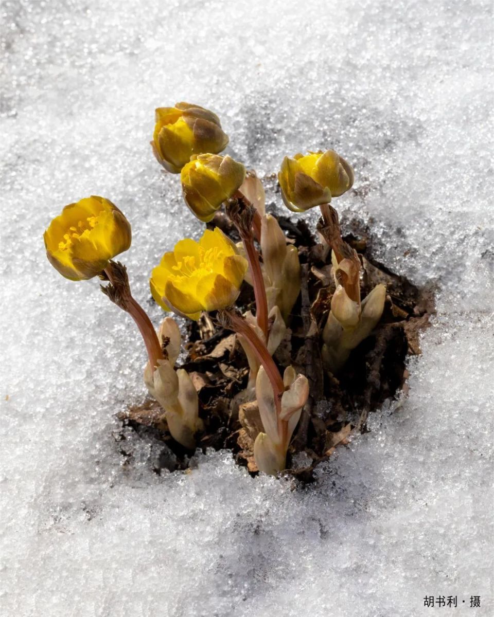 和春天有个约会,遇见林海雪莲冰凌花